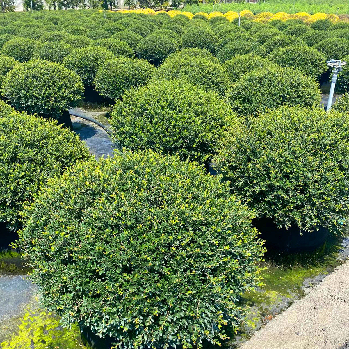 冬青先令球树苗别墅庭院四季常青绿化风景树北美冬青先令一直圆满