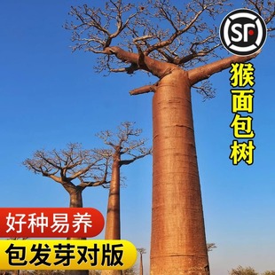 非洲进口猴面包树种子地载园林绿化盆景盆栽培养发芽易种树籽