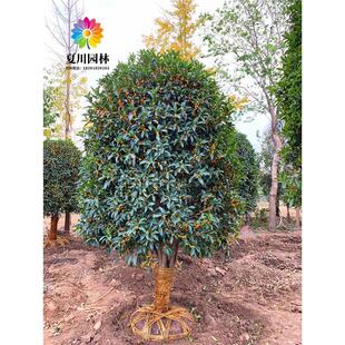 高杆桂花树苗金桂丹桂庭院别墅四季常青浓香耐寒大风景树当年开花