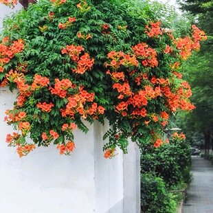 进口美国凌霄花树苗特大老桩别墅庭院耐寒花卉好养易活爬藤快