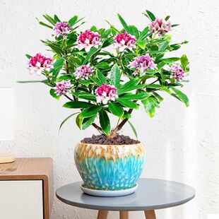 金边瑞香四季常绿开花盆栽大苗4-5年室内客厅绿植花卉瑞香花小苗