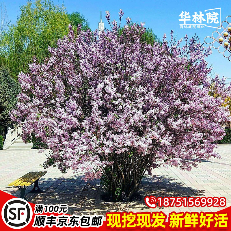 丛生丁香树苗园林绿化苗木蓝紫色欧洲丁香花浓香花卉庭院耐寒植物