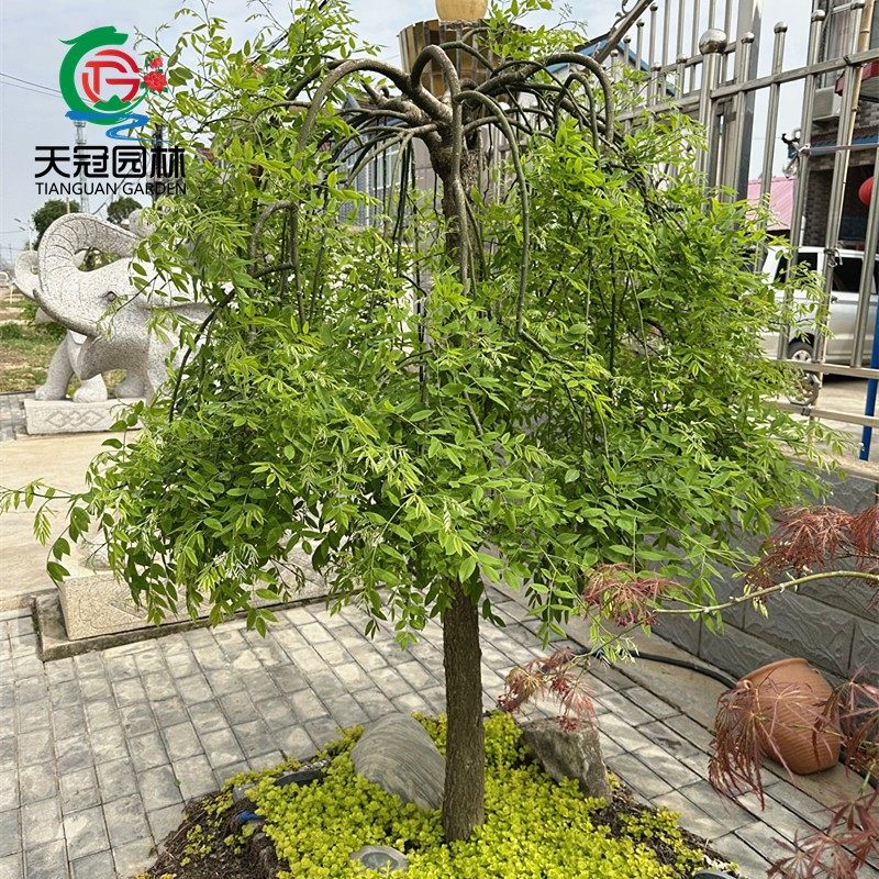 龙爪槐树苗造型树庭院行道大型耐寒遮阳绿化风景树嫁接黄金垂槐树
