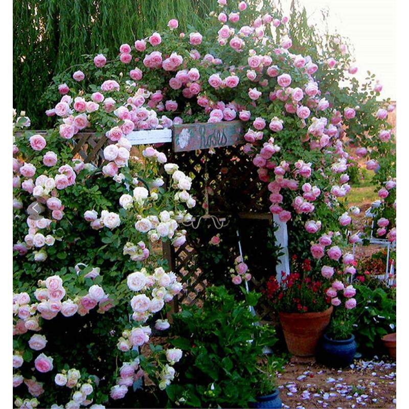 爬藤蔷薇进口超级大花粉龙沙宝石欧洲藤本月季花苗庭院花墙四季开