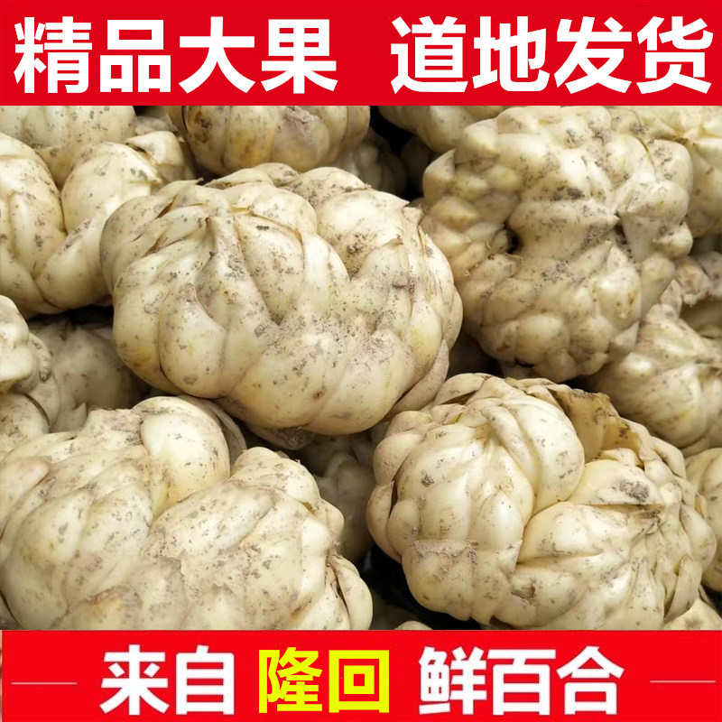 正宗龙牙百合新鲜食用百合