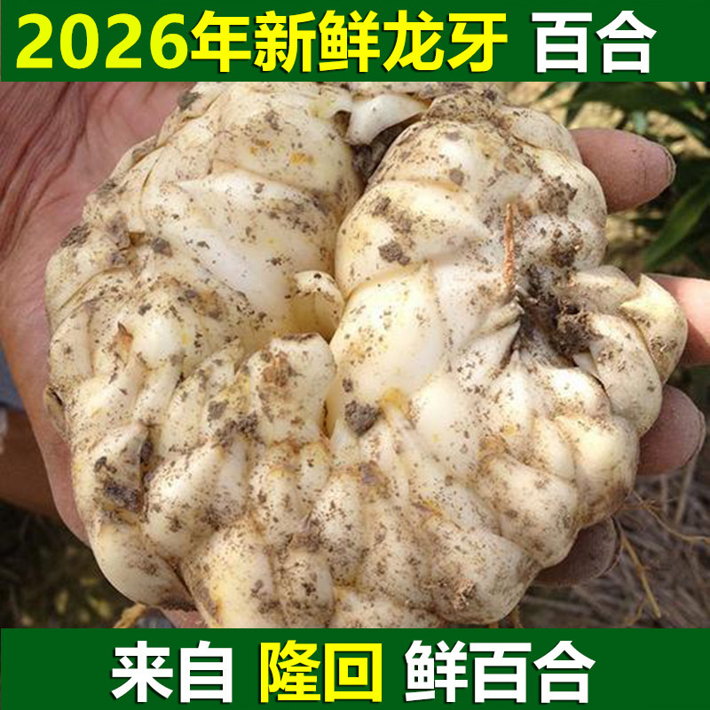 隆回龙牙鲜百合现挖现发粉糯