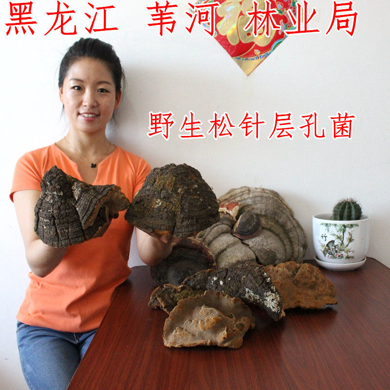 东北特产长白山野生松针层孔菌松树桑黄灵芝林芝松针灵芝250g包邮
