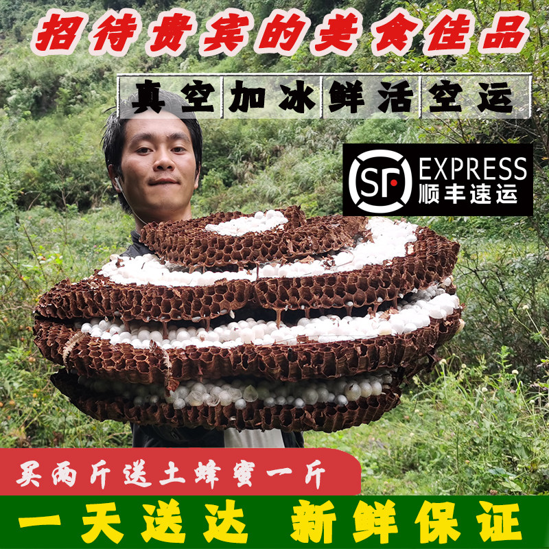 贵州天然食用蜂蛹一级新鲜马蜂蛹蜂儿鲜活速冻胡蜂蛹宝宝蜂野生蛹