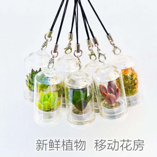 创意礼物多肉随身小盆栽萌系物语