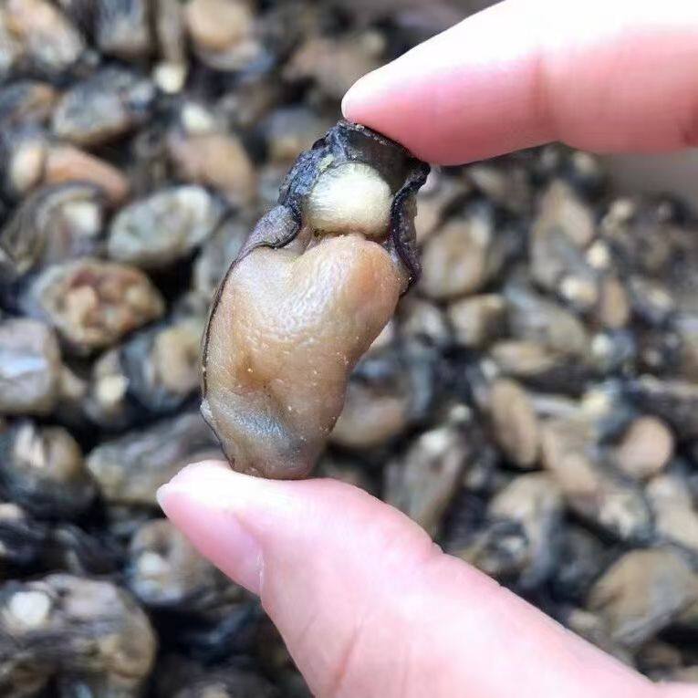 生蚝耗豉干牡蛎海蛎牲蛎特产干货新鲜蚝豉肉珠海海味海鲜干货