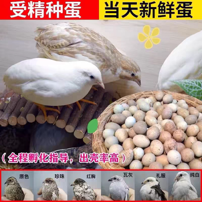 芦丁鸡可孵化受精种蛋迷你网红小鸡蛋黑白礼服瓦灰礼服纯白小鸡