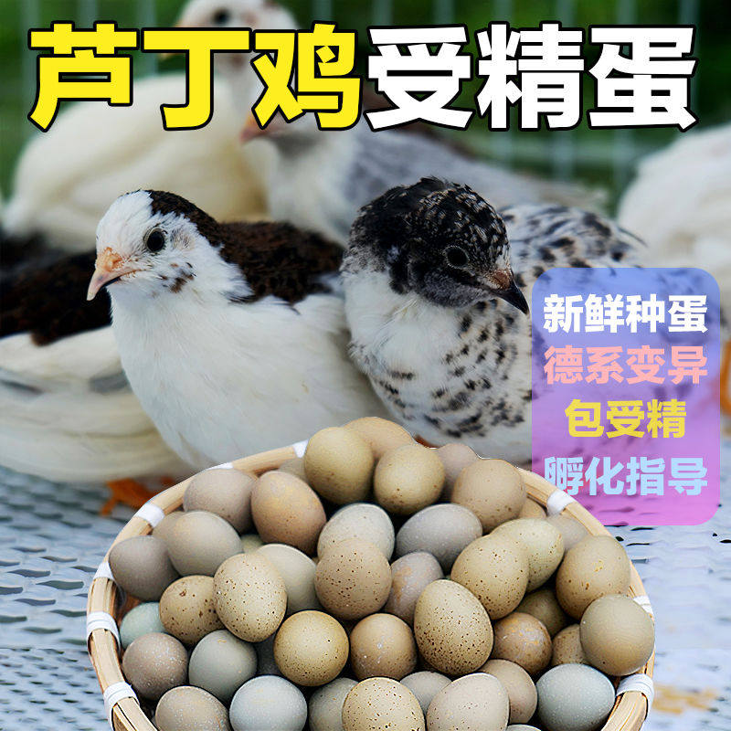 芦丁鸡蛋德系黑白礼服瓦灰纯白色种蛋宠物迷你小鸡蛋网红卢丁小鸡,宠物/宠物食品及用品,宠物鸡,淘宝优惠券,粉丝福利购,淘宝优惠卷