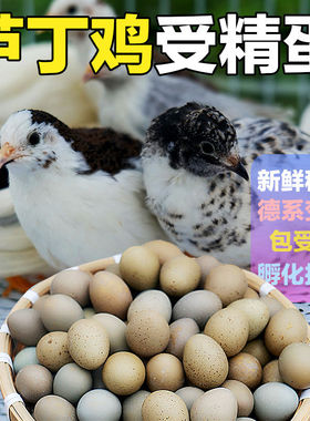 芦丁鸡蛋德系黑白礼服瓦灰纯白色种蛋宠物迷你小鸡蛋网红卢丁小鸡