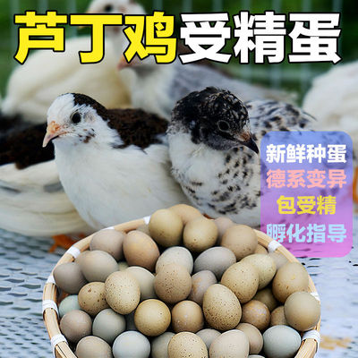 芦丁鸡蛋德系黑白礼服瓦灰纯白色种蛋宠物迷你小鸡蛋网红卢丁小鸡