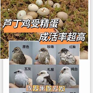 芦丁鸡蛋现捡可孵化高受精率蛋迷你网红观赏小鸡蛋德系混搭受精卵