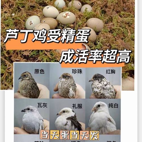 芦丁鸡蛋现捡可孵化高受精率蛋迷你网红观赏小鸡蛋德系混搭受精卵
