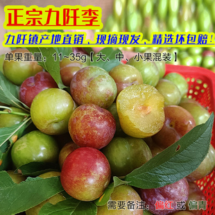 【基地发货】贵州特产三都九阡李子孕妇新鲜水果李甜青脆九千仟李