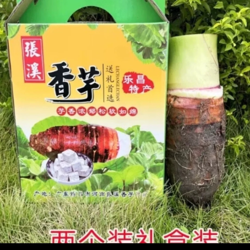 正宗乐昌炮弹芋头香芋种子每天新鲜现挖现发香芋苗芋头种子槟榔芋