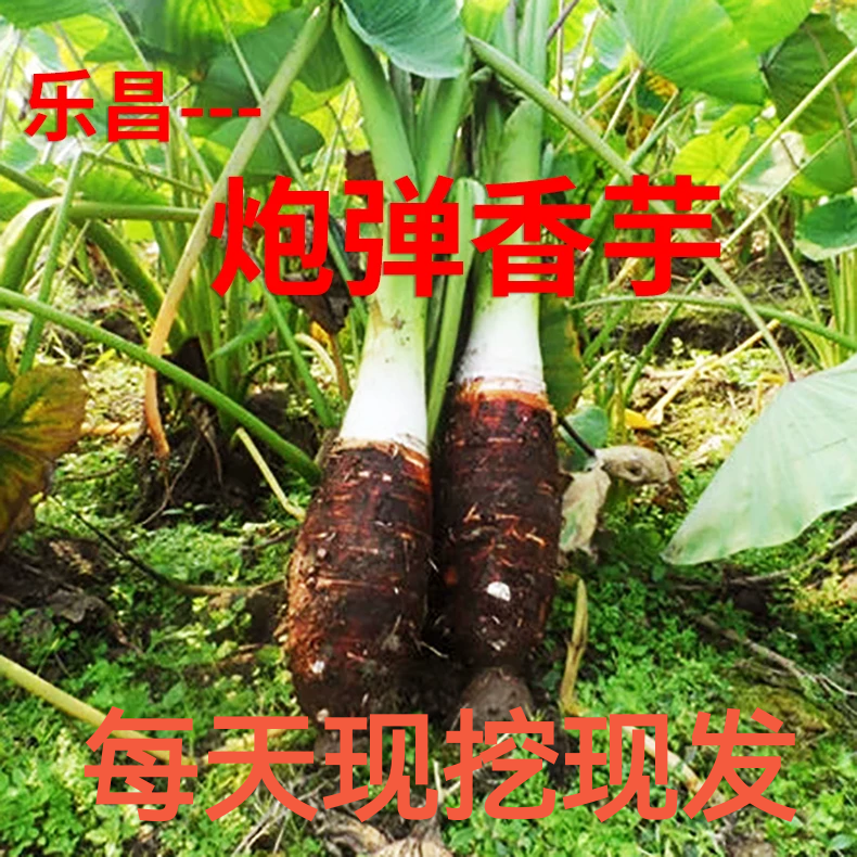 韶关乐昌正宗张溪的新鲜张溪香芋芋头小香芋粉糯香芋种子槟榔芋苗