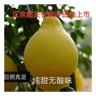 正宗的韶关仁化长坝沙田柚蜜柚子应季水果正宗新鲜水果非容桂柚子