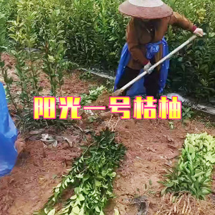 湖南怀化阳光一号桔柚果树苗木_洪江安江阳光一号嫁接苗基地批发