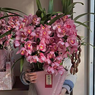 青栲子《粉色国兰》新年送礼粉色大花惠兰盆栽北京上海成都同城