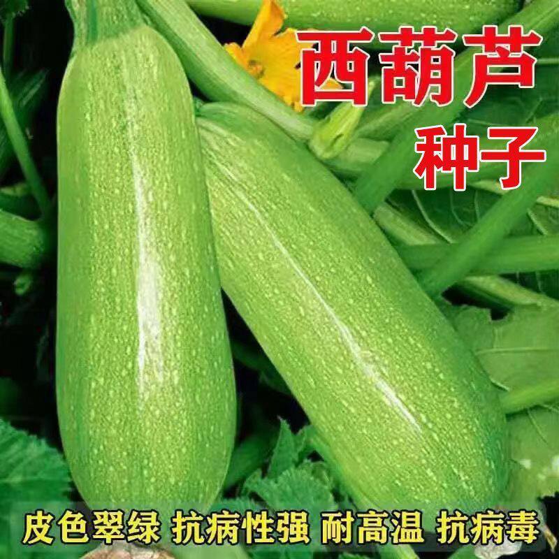 四季西葫芦种子 杂交早青一代西葫占瓜菜茭瓜种子西湖瓜种子