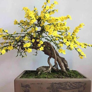 迎春黄荆红叶黄栌爱心果枸杞老桩熟桩 一物一拍 铺面天胡荽珍珠草