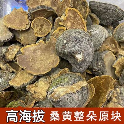 深山灵芝桑黄 暴马丁桑黄100-1000克