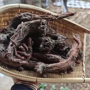 【藏丹参】藏区高海拔野采藏丹参