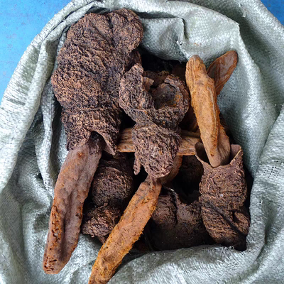 【西藏顶天柱】续阳草 续阳根草 回阳草 金锁阳