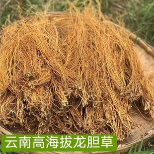 云南龙胆草正品苦胆草整颗晒干龙胆草根泡水很苦