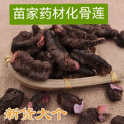 【化骨莲】云南苗家药材紫凤参紫参 草血竭 拳参