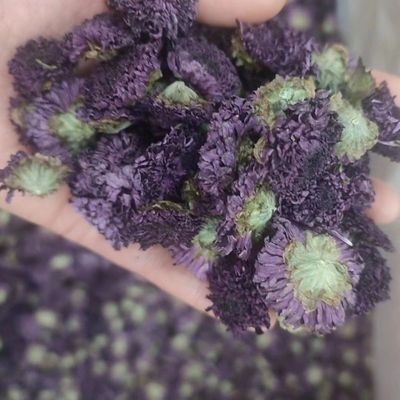 【昆仑紫菊】天山紫色墨菊花王一朵一杯