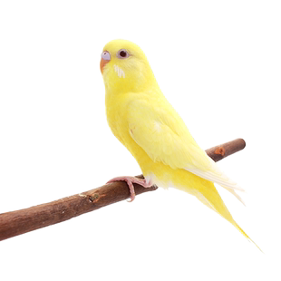 宠尚天鹦鹉活鸟活体宠物鸟活物中小型会说话鹦鹉玄凤虎皮鹦鹉手养