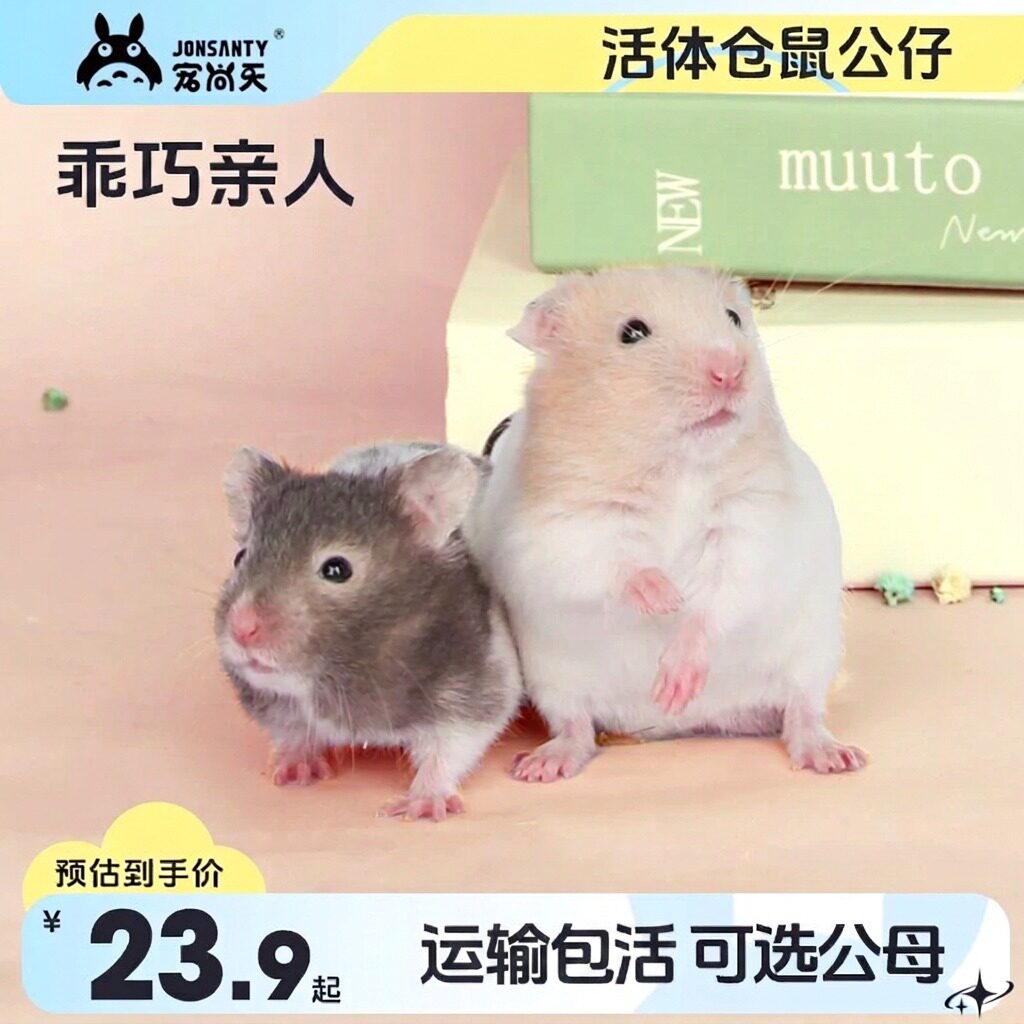 宠尚天小仓鼠活物带活体金丝熊包活套餐齐全用品亲人可爱