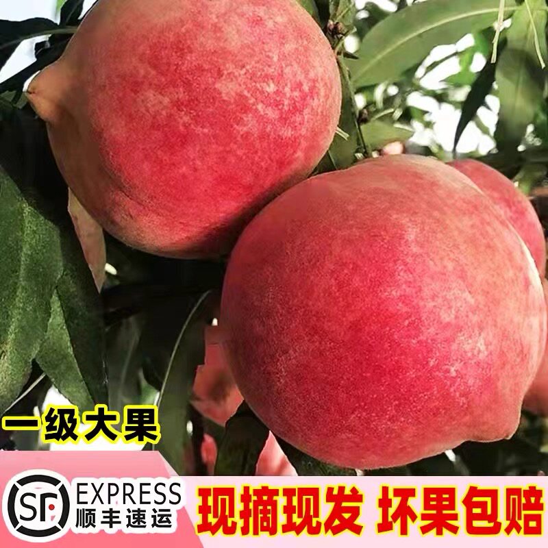 云南丽江雪桃脆甜多汁顺丰包邮