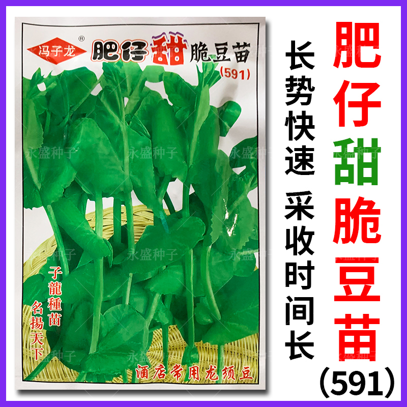肥仔甜脆豆苗591种子采收时间长