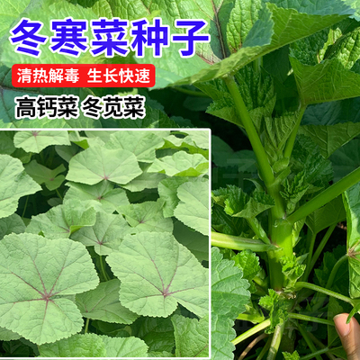 冬寒菜种子高钙菜清热解毒