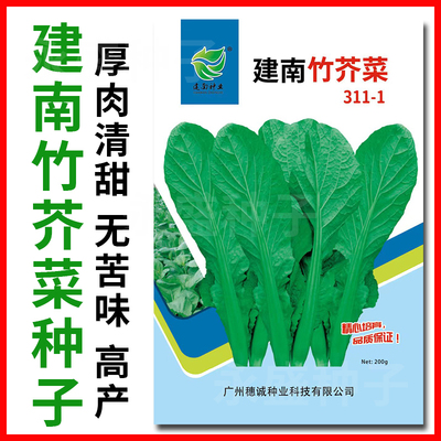 建南竹芥菜种子厚肉清甜无苦味