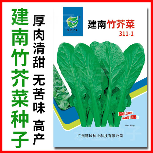 建南竹芥菜种子厚肉清甜无苦味