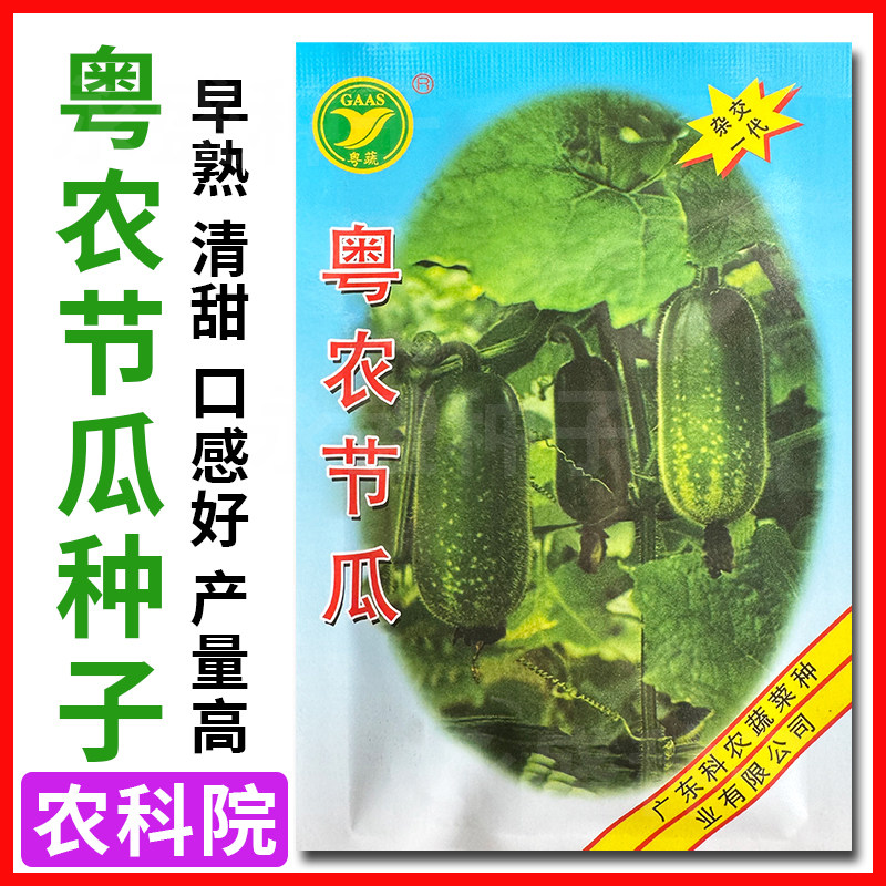 广东农科院粤农节瓜种高产毛节瓜种子迷你小冬瓜籽种春秋蔬菜种孑