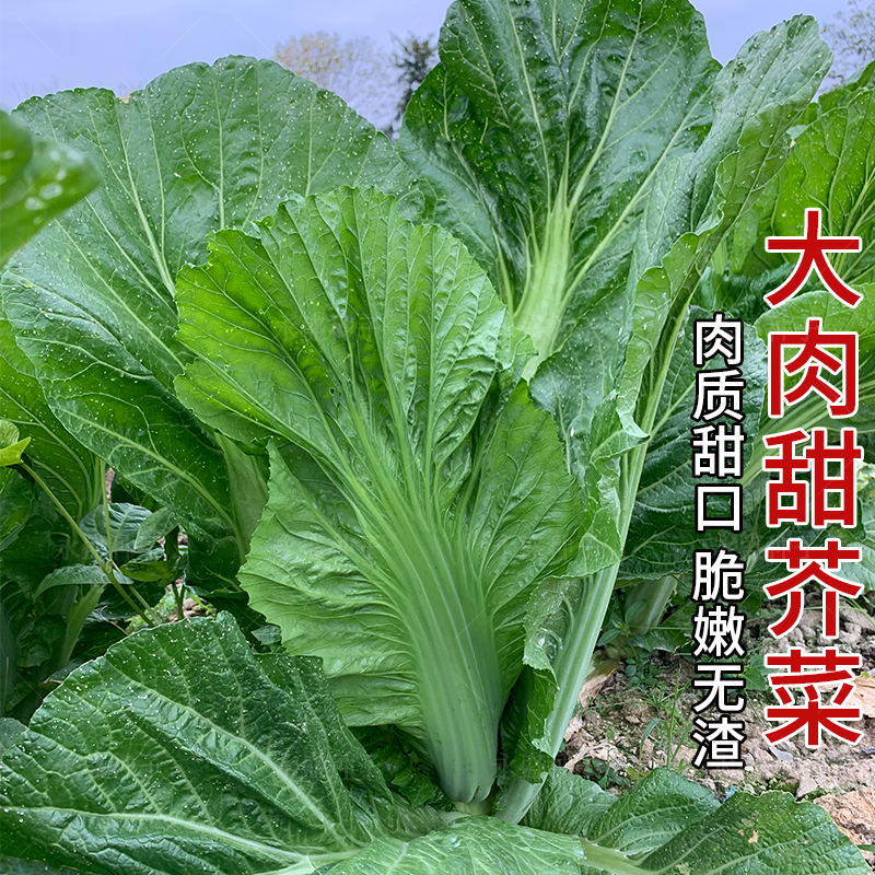 建南60芥菜种子脆嫩无渣纤维少