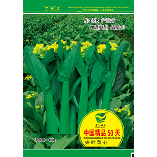 建南种业 中国精品50天尖叶菜心种子 尖叶油青甜菜心种 高产抗