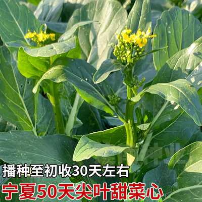 四季油菜心菜种籽四季青菜