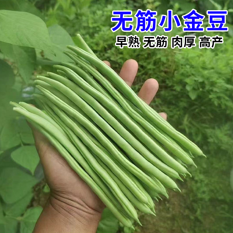 无筋小金豆种子高产菜豆架豆芸豆角种籽四季豆种孑春秋季蔬菜种子