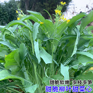 芽多多甜脆柳叶菜心种子多枝多丫卷叶甜菜心菜苔种籽秋冬蔬菜种孑