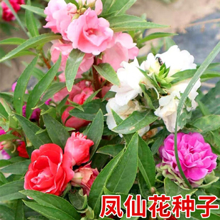 重瓣七彩凤仙花种籽子庭院室外花卉种子四季阳台盆栽指甲花籽种孑