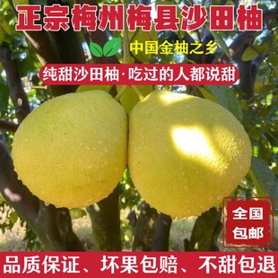 广东特产正宗梅州沙田柚纯甜白心金柚当季新鲜孕妇水果包邮非容县