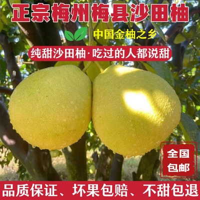 梅州沙田柚新鲜孕妇水果绿色农产